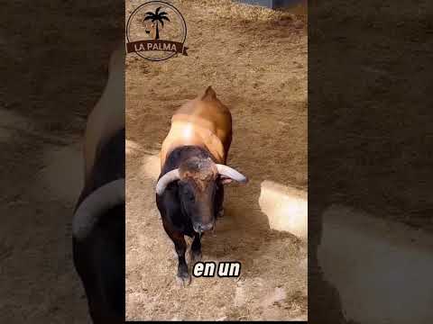 Toros Bravos Genéticamente