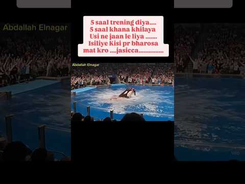 jessica radcliffe orca attack video| JessicaRadcliffe real video #jessicaradcliffe