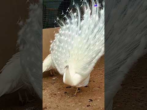 Unseen Peacock Beauty #peacock