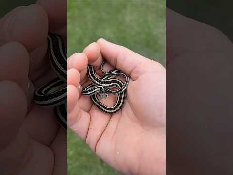 Top Learning Toolsfor🔥 TechEnthusiasts# shorts #shortsfeed#viralshorts🔥🙏