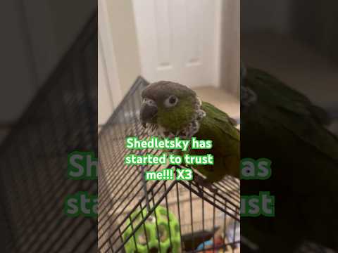 bro.. 🥹💞 #automobile #conure #birds #bird #forsaken #roblox #forsakenroblox #robloxforsaken #cute