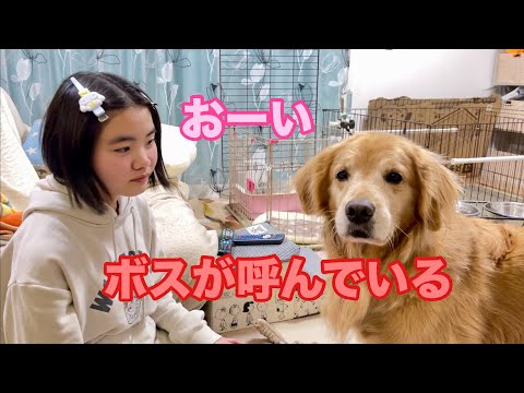 姉と遊んでいるのに、ボスばかり気になる大型犬クッキー【ゴールデンレトリバーとミニチュアダックスフンド】