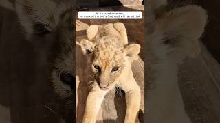 This man rescued a lion cub abandoned by its mother and then…
