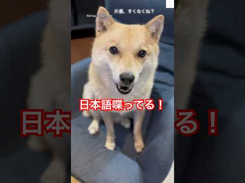 『食べるぅ〜』と喋る犬🐶　　　　#犬　#いぬ　#しゃべる犬 #かわいい #かわいい犬
