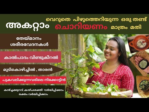 ഇനി ചൊറിയണം ചൊറിയില്ല,നിസ്സാരമായി തള്ളിക്കളയല്ലേ ഗുണങ്ങൾ ഏറെ|Choriyanam|കൊടിത്തൂവ|kodithoova 🌱💯