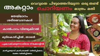 ഇനി ചൊറിയണം ചൊറിയില്ല,നിസ്സാരമായി തള്ളിക്കളയല്ലേ ഗുണങ്ങൾ ഏറെ|Choriyanam|കൊടിത്തൂവ|kodithoova 🌱💯
