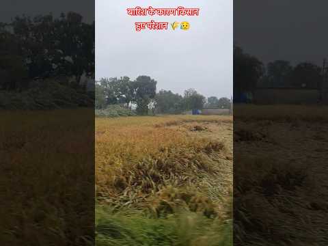 बारिश के कारण किसान हुए परेशान 🌾😥