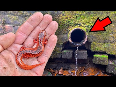 How Many Red Salamanders Can I Find In a Day?