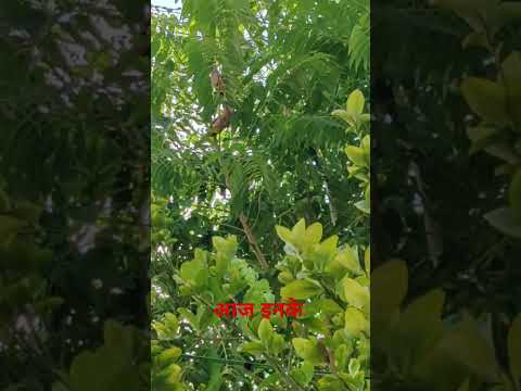 आज इनके यहाँ शादी है आ जाना #jimcorbettwildlifeandnatureview #indiansong