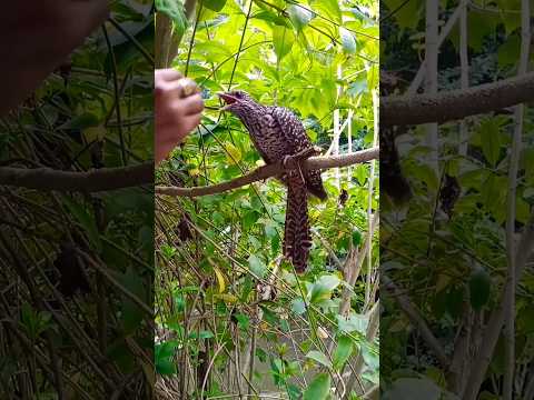 পাখি 🐦😍🪶 #shorts #birds #shortvideo #foryou #foryoupage #subscribe @RimiNaskar672