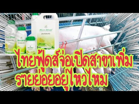 ยักษ์ใหญ่หมูจ่อเปิดสาขาเพิ่ม...รายย่อยอย่างเราจะอยู่รอดไหมธน