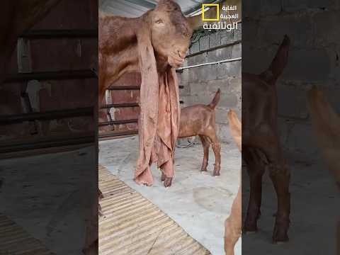 ماعز ضخم يمتلك أذنان طويلتان #shortsvideo #animals #شورتس 🤔😮🦅🐭🐓🐐🐬