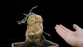Diseño SÚPER ORIGINAL para bonsai en Roca