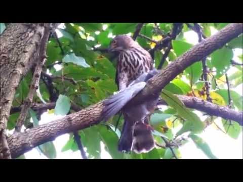 鳳頭蒼鷹活捉鴿子(Da`an Forest Park) - YouTube(7分34秒)