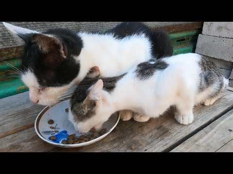 Feeding Stray Cats, Gremlin's Mom & Sister