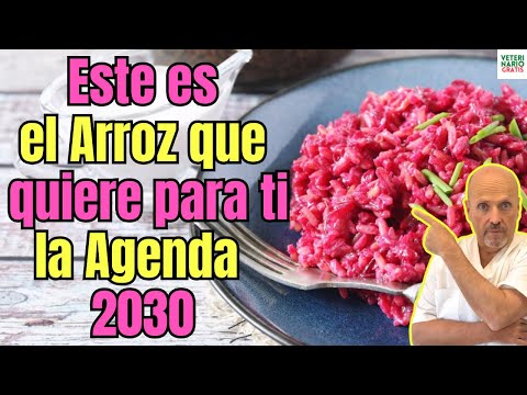 🆘 VAS A FLIPAR CON EL ARROZ HIBRIDO QUE QUIEREN QUE COMAS LOS DE LA AGENDA 2030 🆘