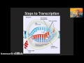 Gene Expression and Molecular Biology Concepts