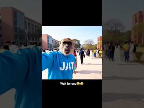 1000+ Monkey Vlog Videos – Absolutely FREE!  Subscribe and Comment 'Link' #trend #monkeyvlogs #viral