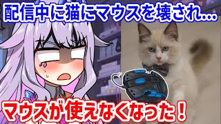 ビブー家に2匹目の猫、Cat Wickがやってきた！早速配信中にマウスを壊され、配信が止められなくなるビブー【ホロライブ切り抜き/古石ビジュ
