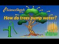 Water Transport in Vascular Plants
