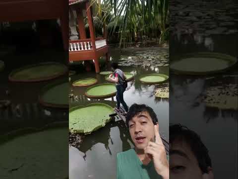 cayó al agua por jugar demasiados videojuegos 👀😂 #humor #comedia