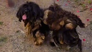 Cachorros Negligenciados São Regatados E Agora Tem Uma Chance!