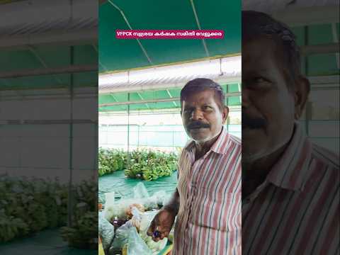 കർഷക സമിതികൾ ഉള്ളപ്പോൾ കർഷകർക്ക് വിപണനം ഒരു പ്രശ്നമേയല്ല... #shortsfeed #shorts #shortvideo #agri