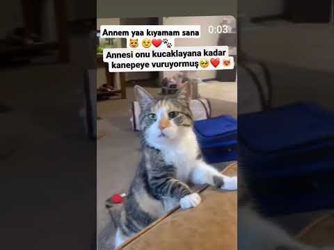 🐾🥹 #cat #shortvideo #sevimlidostlarımız #funny #kedi #cute #animals #viralvideo #cutecat