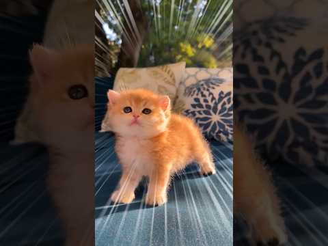 ネッコ見てニヤついたらアウトww
