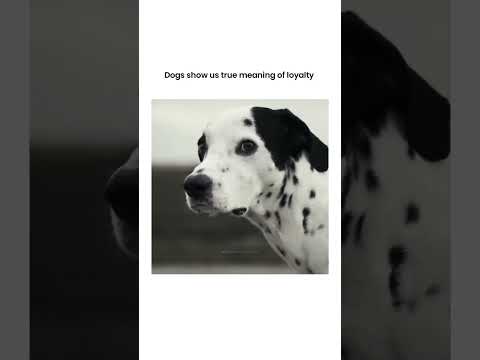 Dogs shows us true meanings of loyalty ❤️💯 #loyal #loyalty #loyaltytest #dogshorts #loyaldogs