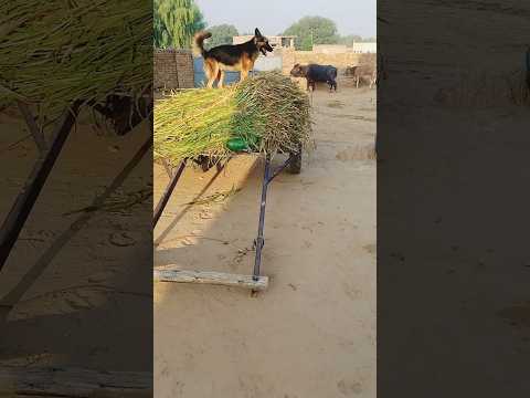 German shepherd ! intelligent 🧠 and popular dogs breeds #germanshepherd #dog in #intelligent #viral