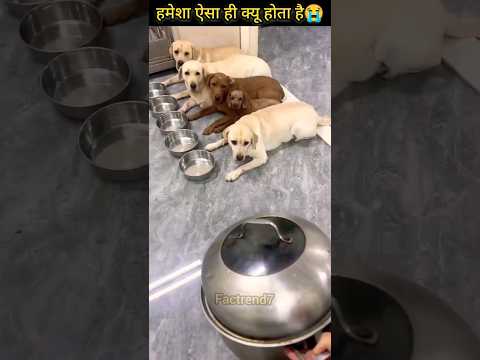 5 Labrador retriever dog prank gone wrong #respect #shorts #viral #viralvideo #trending