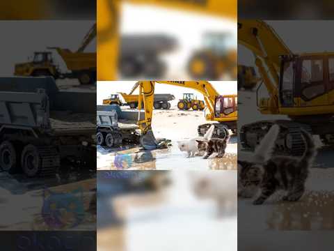 Persian & Maine Coon Kittens Watch Excavator Save a Turtle! 🐱🐢🚜 #asmrkittens