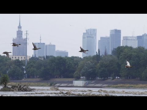 Πολωνία: Η κλιματική αλλαγή απειλεί τα ποτάμια της χώρας