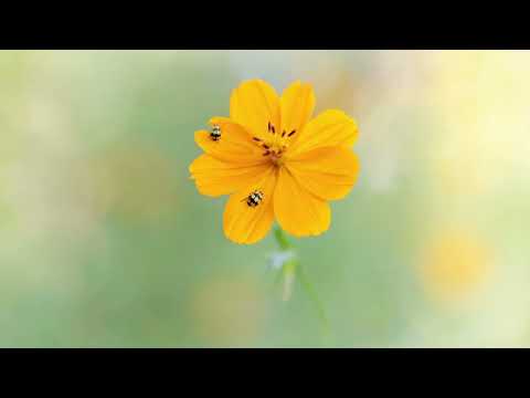 Fungus eating ladybird series 🌼🌱🐞#miraculousnature #ladybuglove #insects #garden