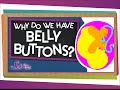 Exploring the Mystery of Belly Buttons