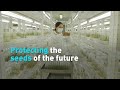 Global Food Supply and Seed Diversity