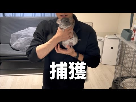 イタズラしてお仕置きされるチンチラ