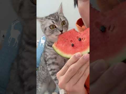 He loves watermelon 🍉 #cats #cutecat