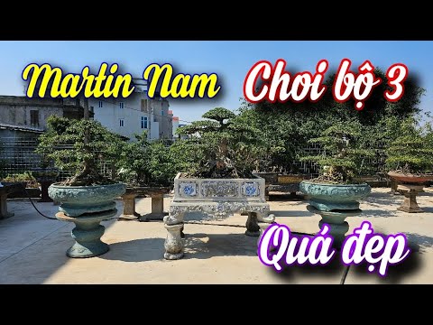 SH.9919. Chọn bộ chơi 3 cây khá đẹp tại vườn cảnh Martin Nam, Nam lợi, Nam Trực, Nam Định .