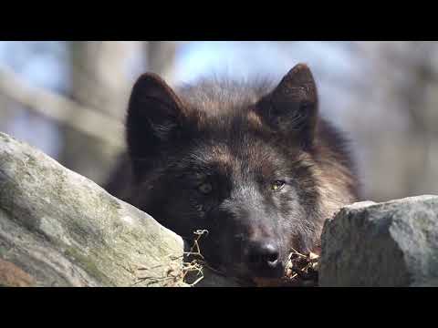 Gray Wolf Kinari Relaxing