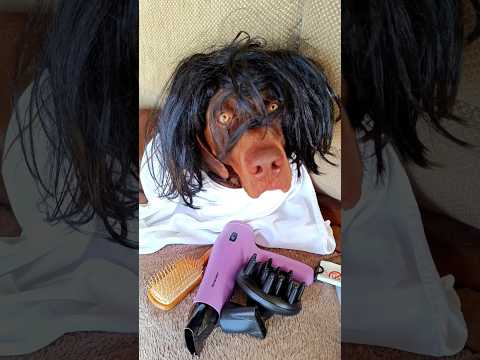 EL CORTE DE CABELLO✂️?? créditos @alfredolarin #perros #larin #comedia
