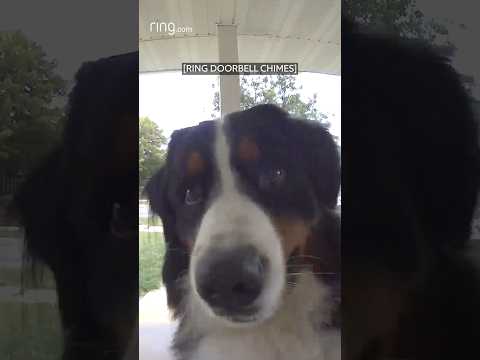 Buddy the dog rings the doorbell and patiently waits to be let inside!