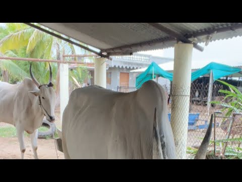 गावाकडचा शेतकरी की लाइव स्ट्रीम शुरू होने वाली है!