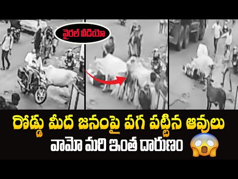 రోడ్డు మీద జనం పై పగ పట్టిన ఆవులు #ShockingVideo #viralvideo || Sri Media News