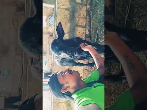 #quotes हमें जितना अच्छा प्यार जानवर से मिलता है कितना इंसान को नहीं😔😔😔😞😞😥😥😍😍