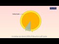 Mitosis and Cytokinesis Concepts