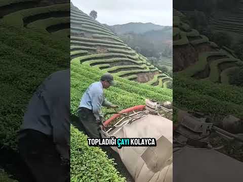 çay toplama sistemi...