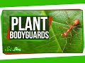 Understanding Plant Defense Mechanisms