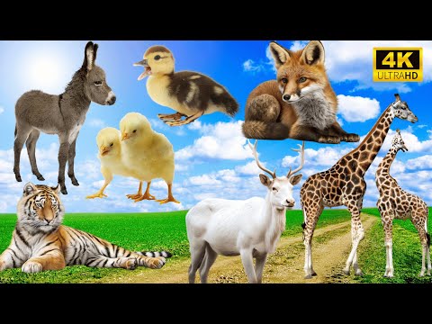 Sounds of the Wild: Donkey, Duck, Fox, Chicken, Tiger, Goat, Giraffe - Animal Sounds